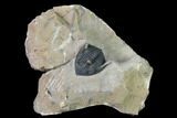 Metacanthina Trilobite - Lghaft, Morocco #163888-1